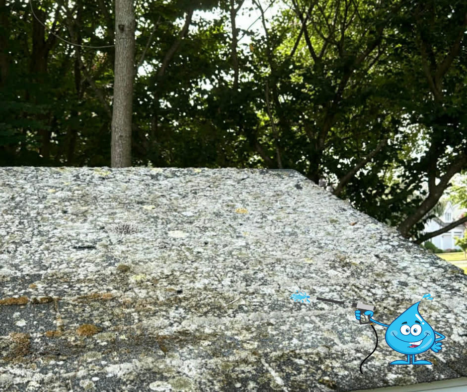 Roof Moss Removal Plymouth, MA